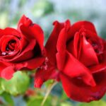 Marry your Soul (Beloved) and your Higher Soul.